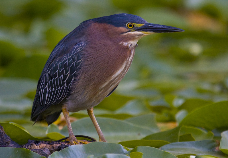 Green Heron